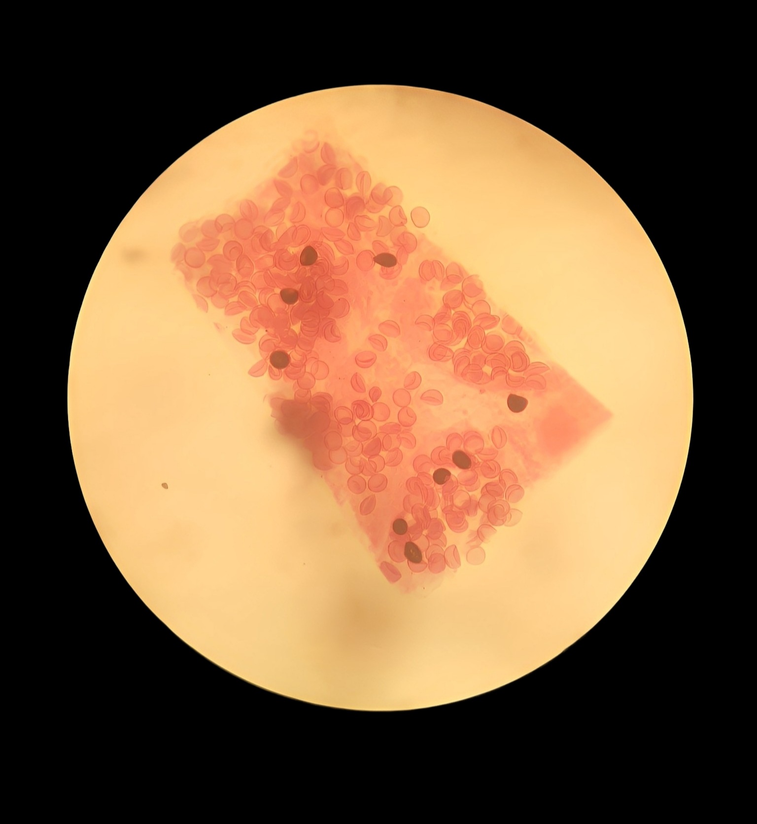 Lab. Virtual de Microscopia